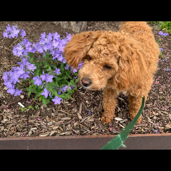 🏞Meet Posher & Fellow Bargain-Hunter, BD🚵♀️ - Picture 10 of 10